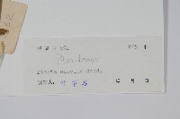 溪鳳尾蕨藏品圖，第2張