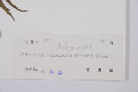 淡綠短腸蕨藏品圖，第3張