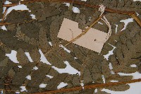 淡綠短腸蕨藏品圖，第4張