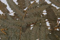 淡綠短腸蕨藏品圖，第5張