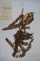 粗毛鱗蓋蕨藏品圖，第1張