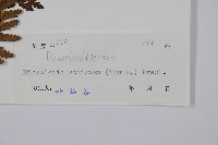 粗毛鱗蓋蕨藏品圖，第2張