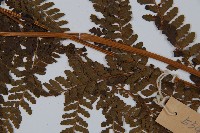 粗毛鱗蓋蕨藏品圖，第3張