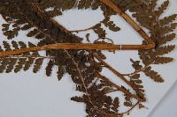 粗毛鱗蓋蕨藏品圖，第5張