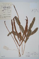 崇澍蕨藏品圖，第1張