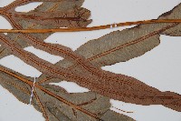 崇澍蕨藏品圖，第4張