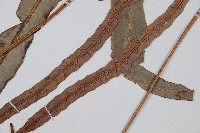 崇澍蕨藏品圖，第5張