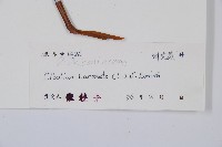 金狗毛蕨藏品圖，第2張