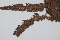 金狗毛蕨藏品圖，第3張