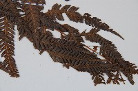 金狗毛蕨藏品圖，第5張