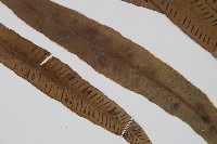 單葉雙蓋蕨藏品圖，第3張