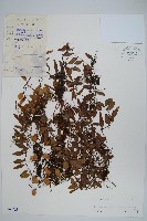 抱石蓮藏品圖，第1張