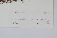 抱石蓮藏品圖，第2張