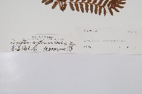 紅蓋鱗毛蕨藏品圖，第2張