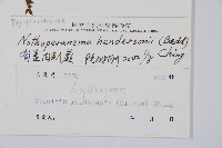 小苞鱗毛蕨藏品圖，第2張