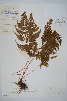 長葉鱗毛蕨藏品圖，第1張