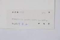 長葉鱗毛蕨藏品圖，第2張