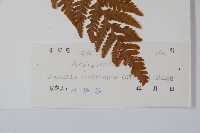 虹鱗肋毛蕨藏品圖，第2張