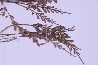 長生鐵角蕨藏品圖，第3張