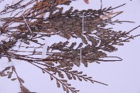 長生鐵角蕨藏品圖，第4張