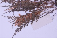 長生鐵角蕨藏品圖，第5張