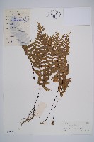 單邊鐵角蕨藏品圖，第1張