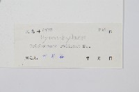 南海瓶蕨藏品圖，第2張