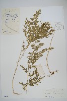 密葉卷柏藏品圖，第1張