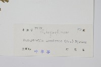 密葉卷柏藏品圖，第2張