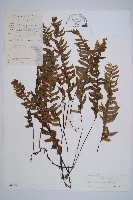 單邊鐵角蕨藏品圖，第1張