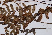 單邊鐵角蕨藏品圖，第2張