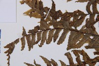 單邊鐵角蕨藏品圖，第3張