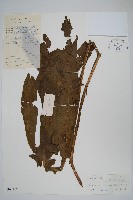 箭葉星蕨藏品圖，第1張