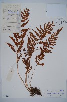 粗毛鱗蓋蕨藏品圖，第1張