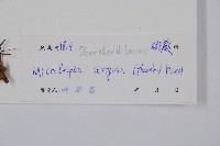 粗毛鱗蓋蕨藏品圖，第2張