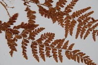 粗毛鱗蓋蕨藏品圖，第3張