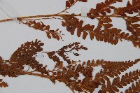 粗毛鱗蓋蕨藏品圖，第4張