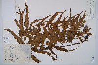 萊氏鐵角蕨藏品圖，第1張