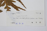 萊氏鐵角蕨藏品圖，第3張