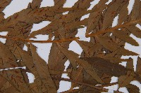 萊氏鐵角蕨藏品圖，第4張