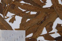 萊氏鐵角蕨藏品圖，第5張