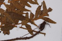 萊氏鐵角蕨藏品圖，第6張