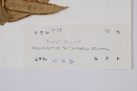 福建蓮座蕨藏品圖，第2張