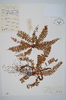 鞭葉耳蕨藏品圖，第1張