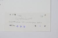 鞭葉耳蕨藏品圖，第2張