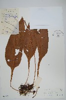 短圓線蕨藏品圖，第1張