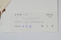 短圓線蕨藏品圖，第2張