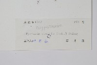 相異石韋藏品圖，第2張