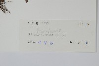 廣東鳳尾蕨、栗柄鳳尾蕨藏品圖，第2張