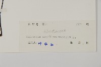 鐵線蕨藏品圖，第2張